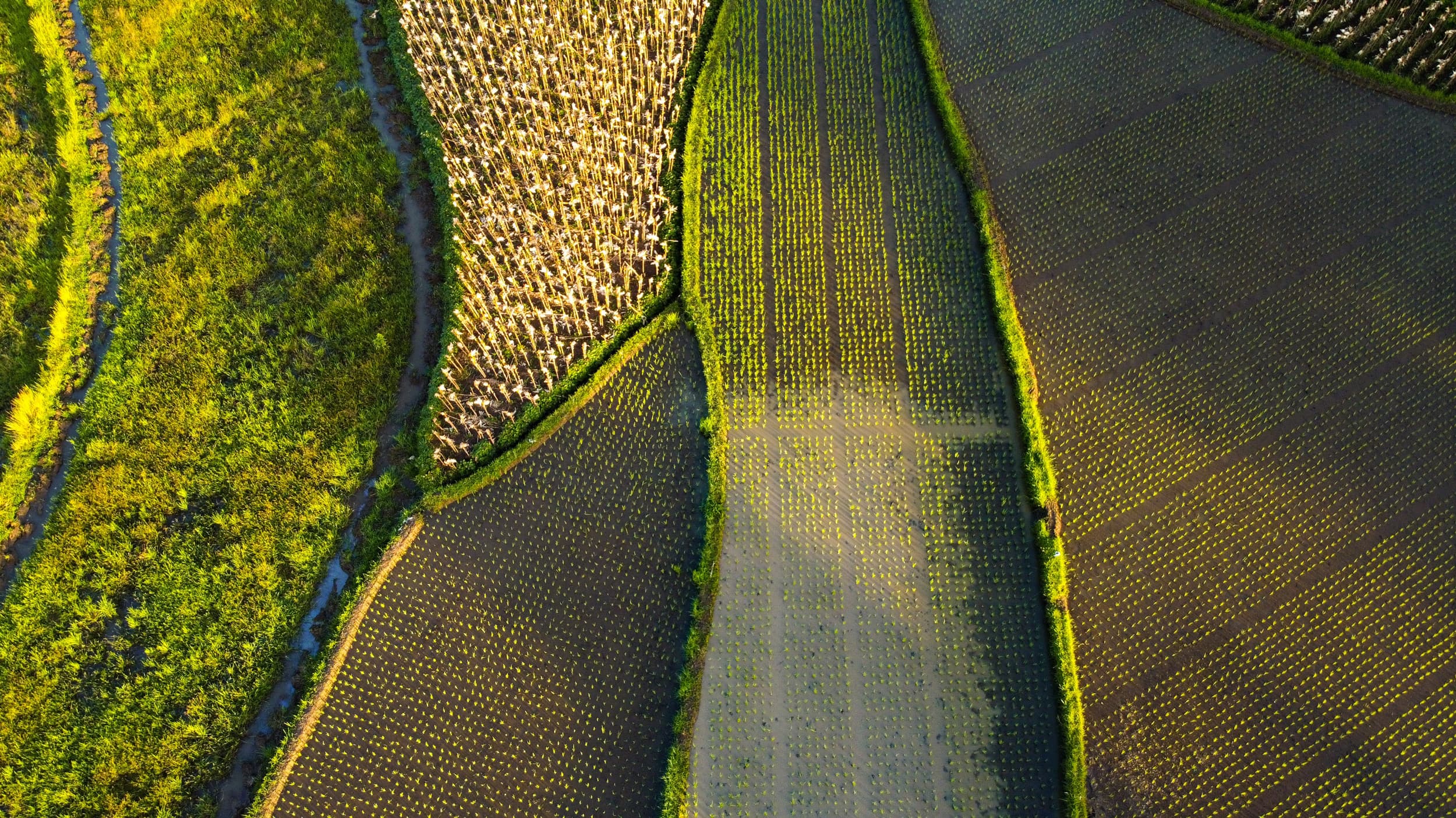 GEO Global Agricultural Monitoring